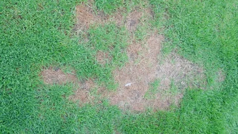Dry patchy lawn top view for damaged grass background with unhealthy turf and Stock Footage 338036566