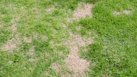 Dry patchy lawn top view for damaged grass background with unhealthy turf and Stock Footage 338036601