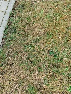 Dry Patchy Lawn with Weeds  Poor Grass Condition Background 库存照片