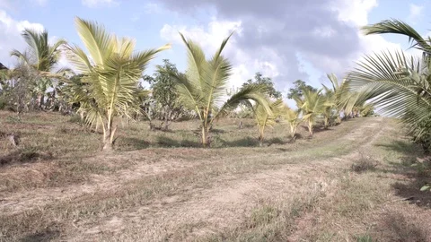 Dry Path of Coconut Trees Pan 스톡 동영상 87703921