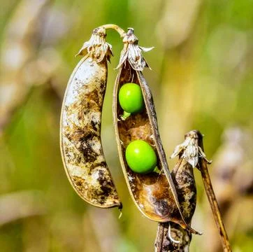 Dry pea pods split open on stems revealing round green seeds in a late summ.. Stock Photos
