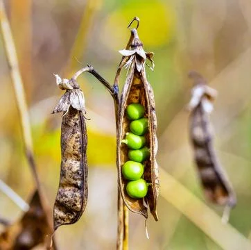 Dry pea pods split open on stems revealing round green seeds in a late summ.. Stock Photos