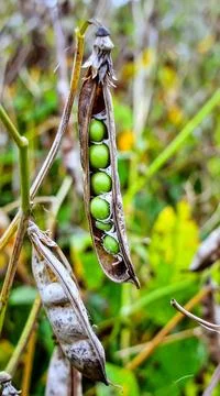 Dry pea pods split open on stems revealing round green seeds in a late summ.. Stock Photos