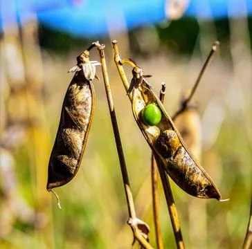 Dry pea pods split open on stems revealing round green seeds in a late summ.. Stock Photos