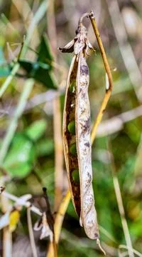 Dry pea pods split open on stems revealing round green seeds in a late summ.. Stock Photos