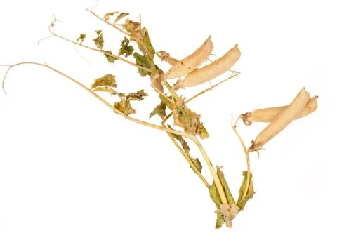 Dry peas branch Stock Photos