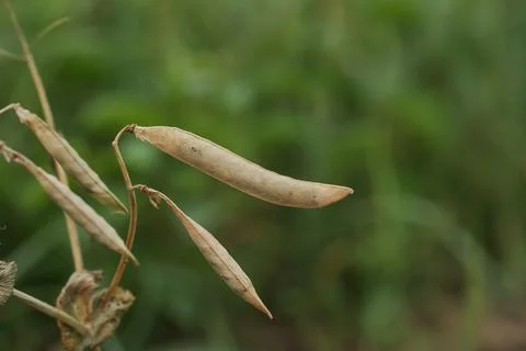 Dry Peas. Drying and Saving Peas for Seed. Copy Space Stock Photos
