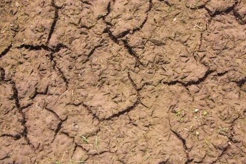 Dry peat texture Stock Photos