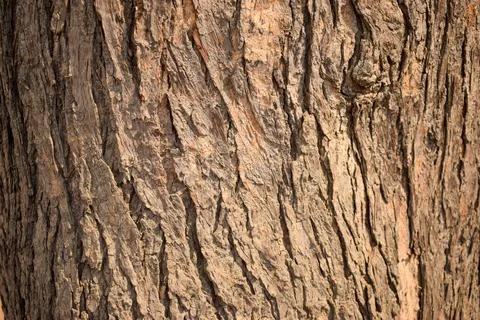 Dry Peeled Tree Bark Texture background Macro Stock Photography Image Stock Photos