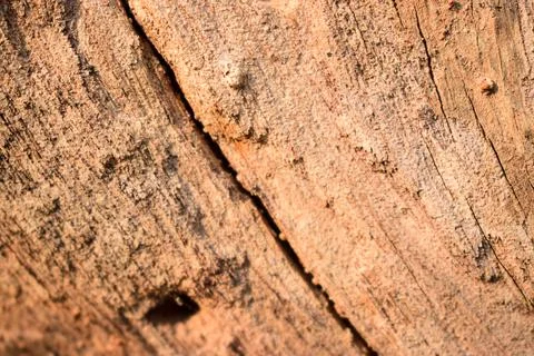 Dry Peeled Tree Bark Texture background Macro Stock Photography Image Stock Photos