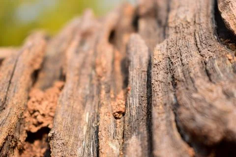 Dry Peeled Tree Bark Texture background Macro Stock Photography Image Foto stock