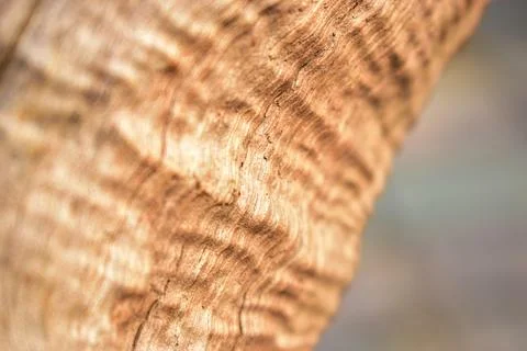 Dry Peeled Tree Bark Texture background Macro Stock Photography Image Stock-Fotos