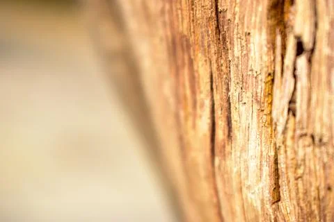 Dry Peeled Tree Bark Texture background Macro Stock Photography Image Stock Photos