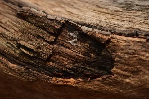 Dry Peeled Tree Bark Texture background Macro Stock Photography Image Stock Photos