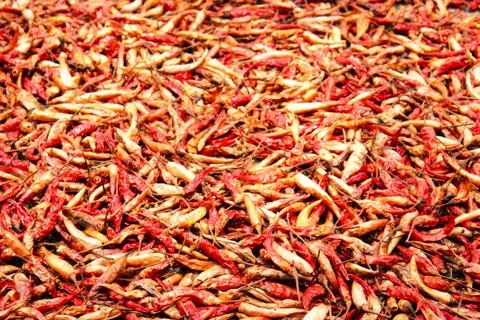 Dry pepper Stock Photos