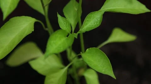 Dry Pepper Plant Stock Footage 52101508