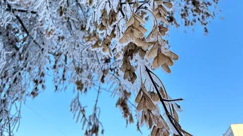 Dry Petals on a maple tree covered with snow and frost. Stock Photos