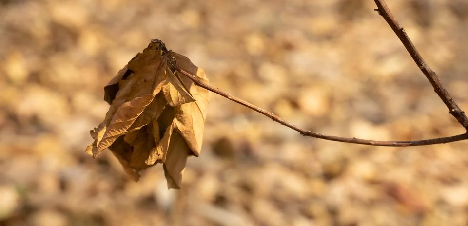 Dry 스톡 사진
