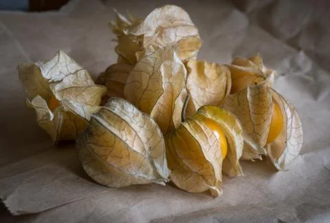 Dry physalis on paper Stock Photos