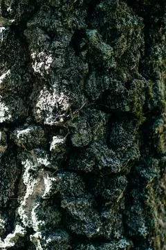 Dry pine bark close up. The texture of the old trees Stock Photos