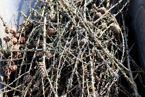 Dry pine branches with cones in the sunlight in a garden wheelbarrow Stock Photos