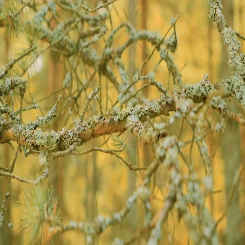 Dry Pine Branches Covered with Moss Stock Footage 69288212