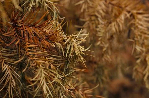 Dry pine branches creating a warm autumn background Stock Photos