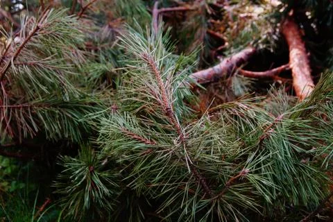 Dry pine branches lie on the ground Stock Photos