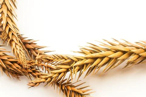 Dry pine branches on a white background with copy space Stock Photos