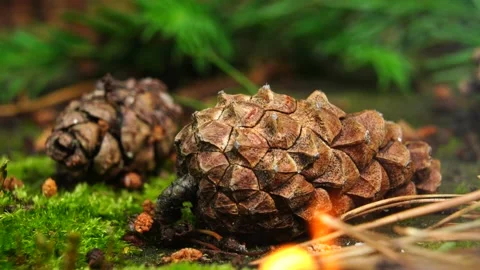 Dry pine cone on fire. Forest fire. Video stock 133205205