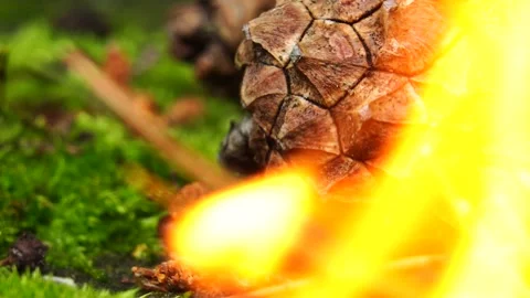 Dry pine cone on fire. Forest fire. Vidéo 133205262