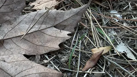Dry Pine Cone on Forest Floor Among Fallen Leaves and Pine Needles Stock Footage 347831570
