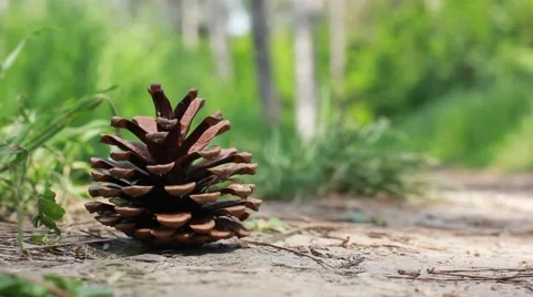 Dry pine cone in the forest Stock Footage 59153446