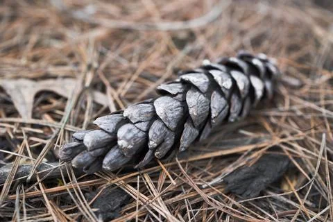 Dry pine cone on the ground in forest . Macro shot Stock Photos