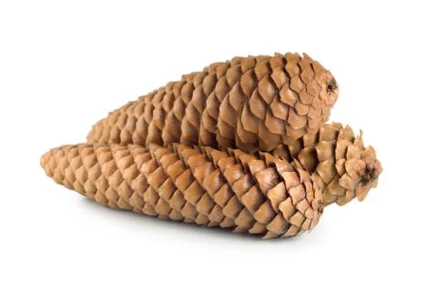 Dry pine cone isolated Foto stock
