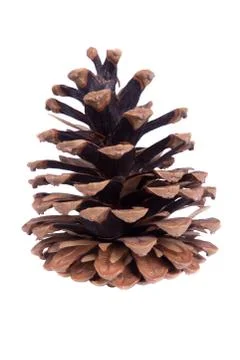 Dry pine cone isolated on white Stock Photos