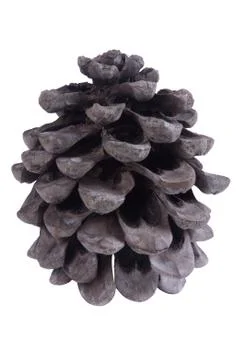 Dry pine cone isolated on white Stock Photos