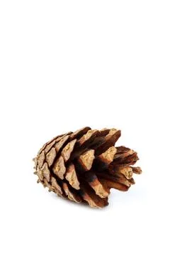 Dry pine cone isolated on white background Stock Photos
