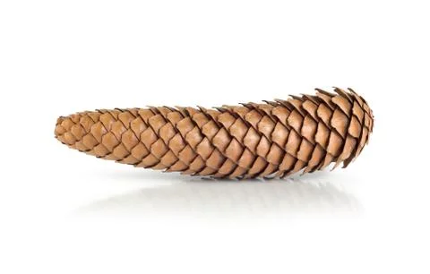 Dry pine cone Stock Photos