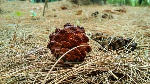 Dry pine cones that fall on the ground with a pile of dry pine leaves Stock Photos