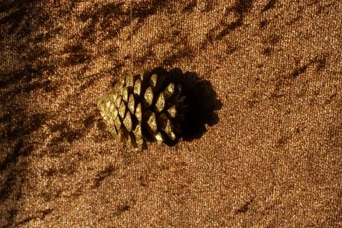 Dry pine cones as forest nature elements Foto stock