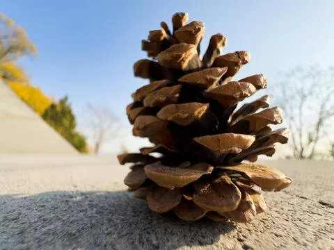 Dry pine cones Handful of pine cones fallen from a tree. Detailed macro of Stock Photos