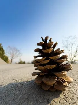 Dry pine cones Handful of pine cones fallen from a tree. Detailed macro of Stock Photos