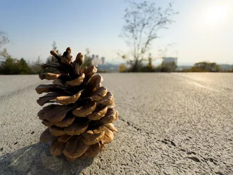 Dry pine cones Handful of pine cones fallen from a tree. Detailed macro of Stock Photos