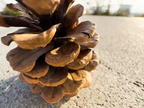 Dry pine cones Handful of pine cones fallen from a tree. Detailed macro of Stock Photos