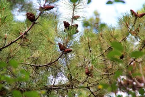 Dry pine cones last year Stock Illustration