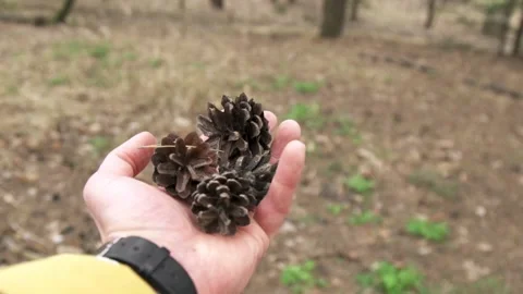 Dry pine cones in mans palm above the ground Stock Footage 237079600