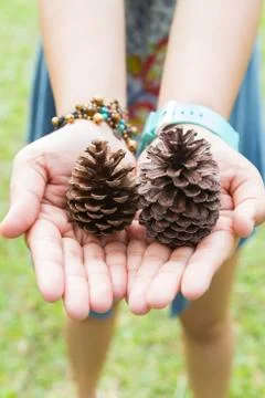 Dry pine cones Stock Photos
