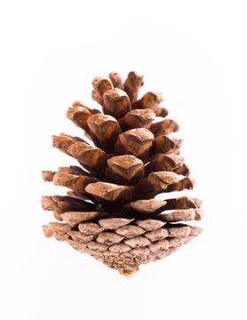 Dry pine cones Stock Photos