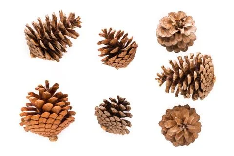 Dry pine cones Stock Photos